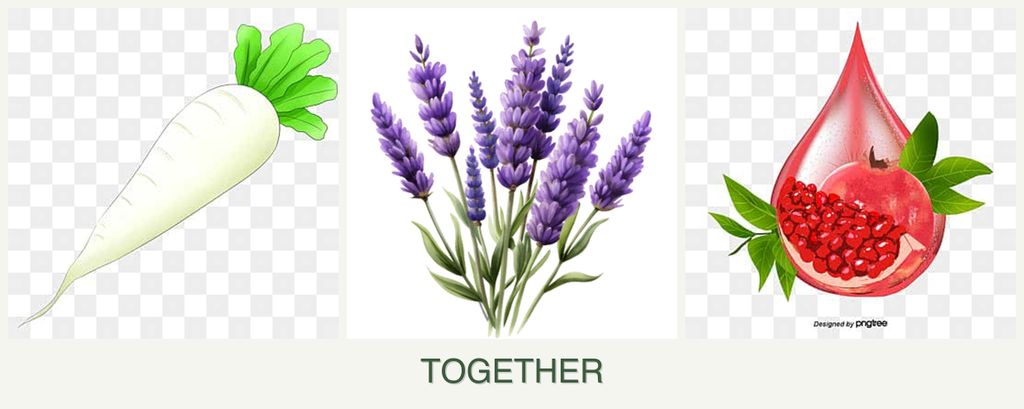 Can you plant radishes, lavender and pomegranates together?