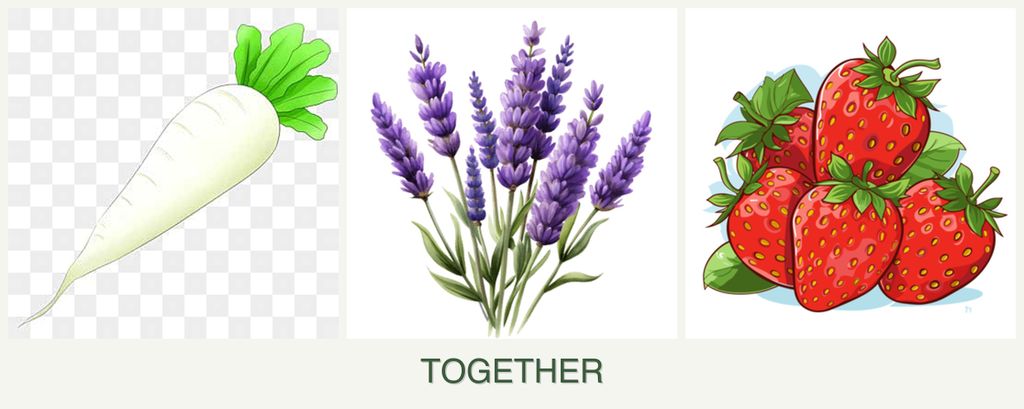 Can you plant radishes, lavender and strawberries together?