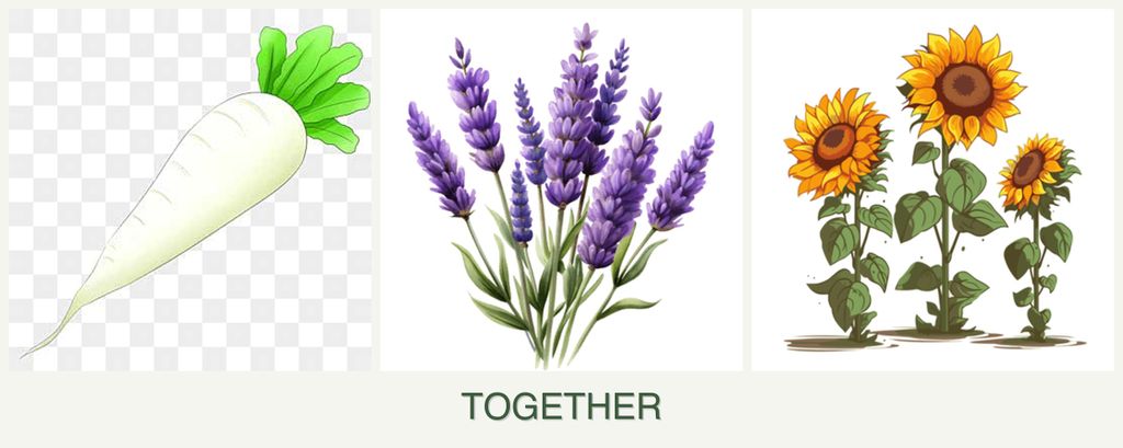 Can you plant radishes, lavender and sunflowers together?