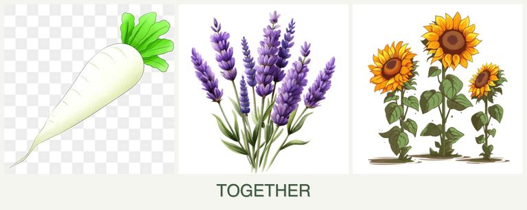 Can you plant radishes, lavender and sunflowers together?