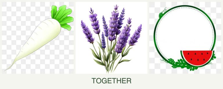 Can you plant radishes, lavender and watermelons together?