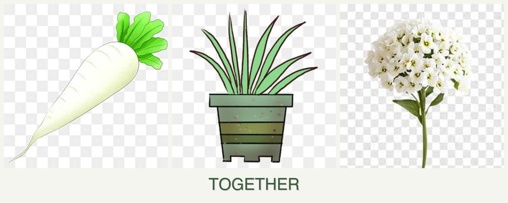 Can you plant radishes, lemongrass and alyssum together?