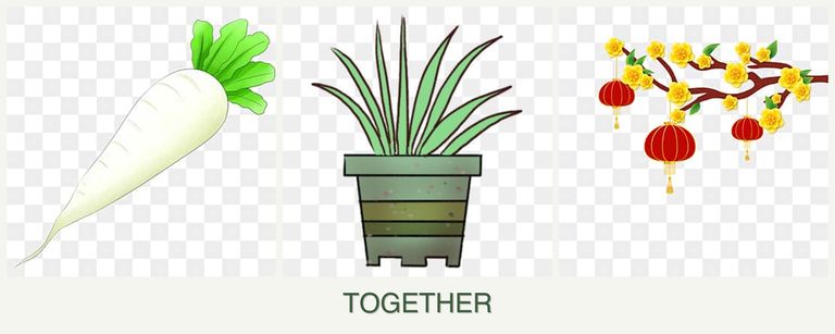 Can you plant radishes, lemongrass and apricots together?