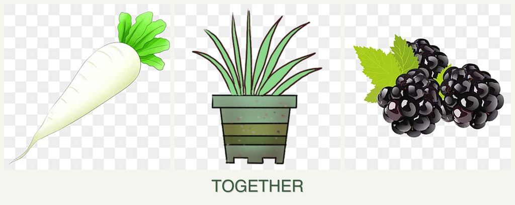 Can you plant radishes, lemongrass and blackberries together?