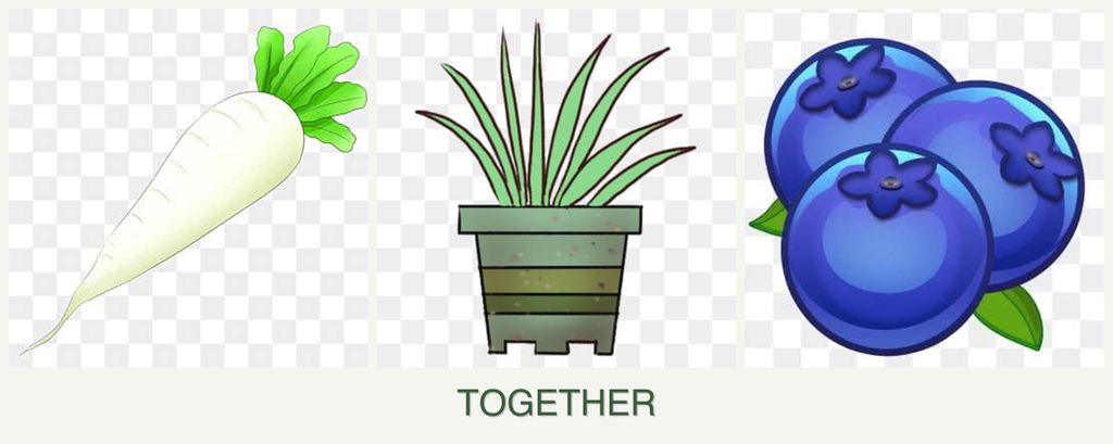 Can you plant radishes, lemongrass and blueberries together?