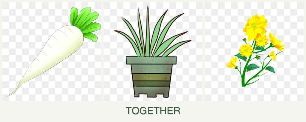 Can you plant radishes, lemongrass and calendula together?