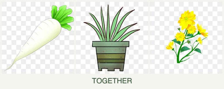 Can you plant radishes, lemongrass and calendula together?