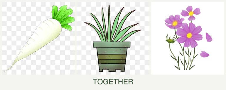 Can you plant radishes, lemongrass and cosmos together?