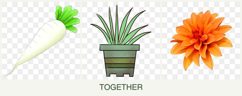 Can you plant radishes, lemongrass and dahlias together?