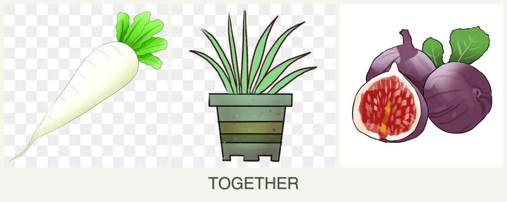 Can you plant radishes, lemongrass and figs together?