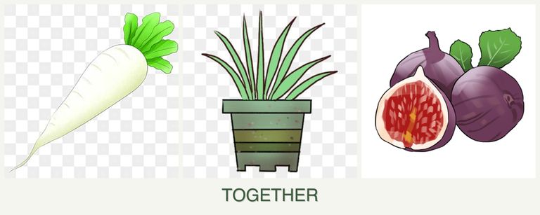 Can you plant radishes, lemongrass and figs together?