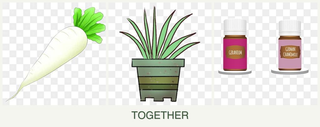 Can you plant radishes, lemongrass and geraniums together?