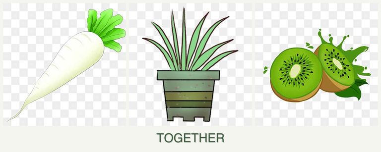 Can you plant radishes, lemongrass and kiwi together?
