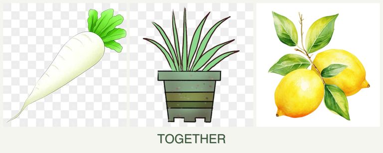 Can you plant radishes, lemongrass and lemons together?