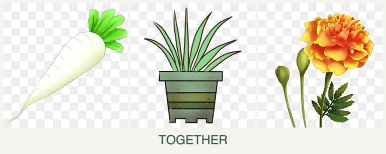 Can you plant radishes, lemongrass and marigolds together?