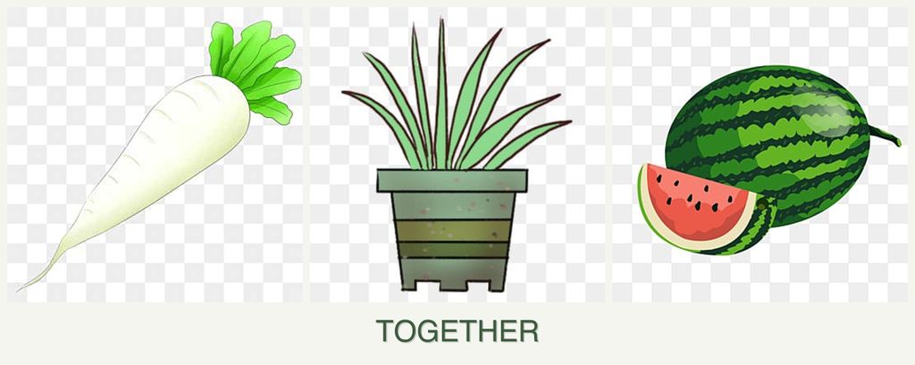 Can you plant radishes, lemongrass and melons together?