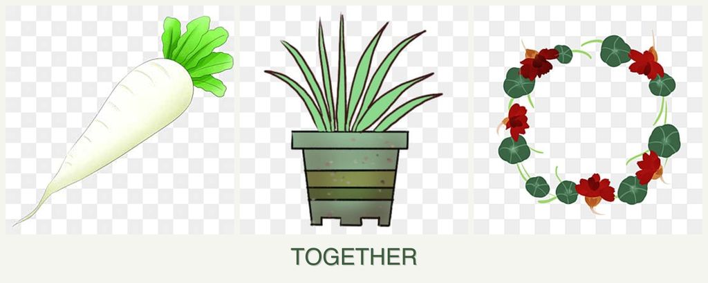 Can you plant radishes, lemongrass and nasturtiums together?