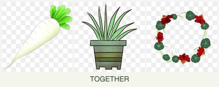 Can you plant radishes, lemongrass and nasturtiums together?