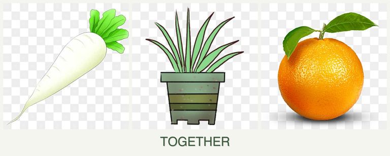 Can you plant radishes, lemongrass and oranges together?