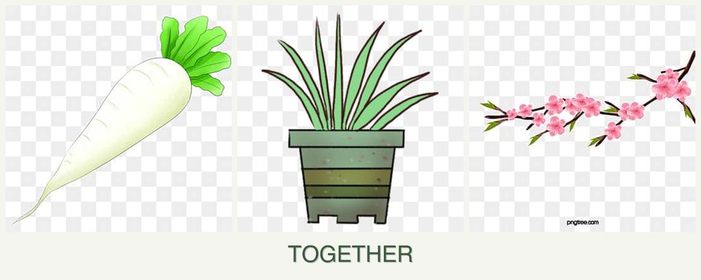 Can you plant radishes, lemongrass and peaches together?