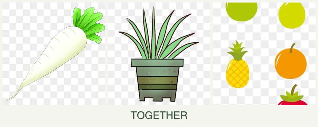 Can you plant radishes, lemongrass and pears together?