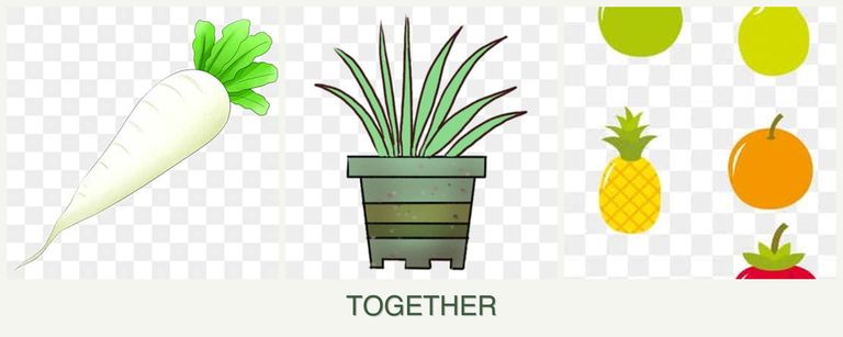 Can you plant radishes, lemongrass and pears together?