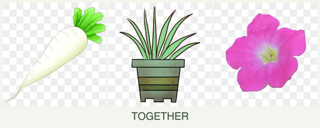 Can you plant radishes, lemongrass and petunias together?