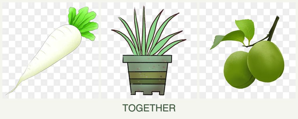 Can you plant radishes, lemongrass and plums together?