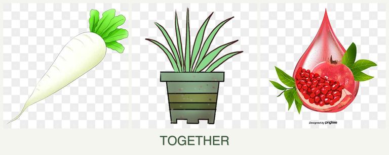 Can you plant radishes, lemongrass and pomegranates together?