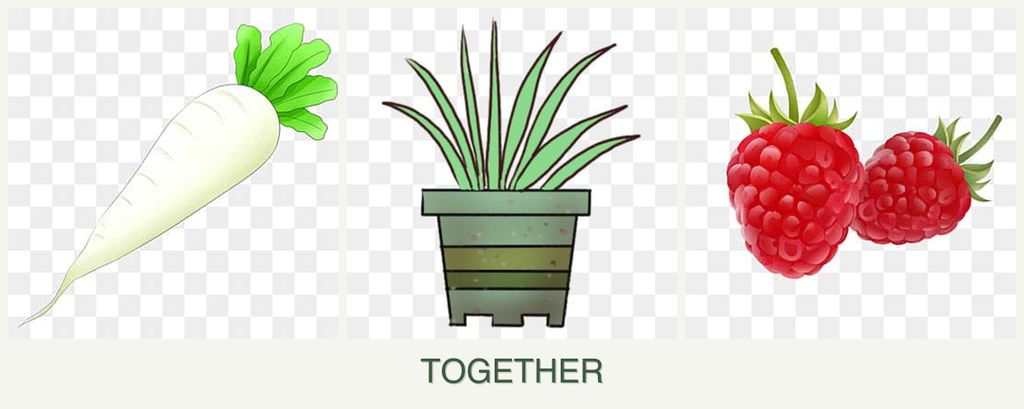 Can you plant radishes, lemongrass and raspberries together?