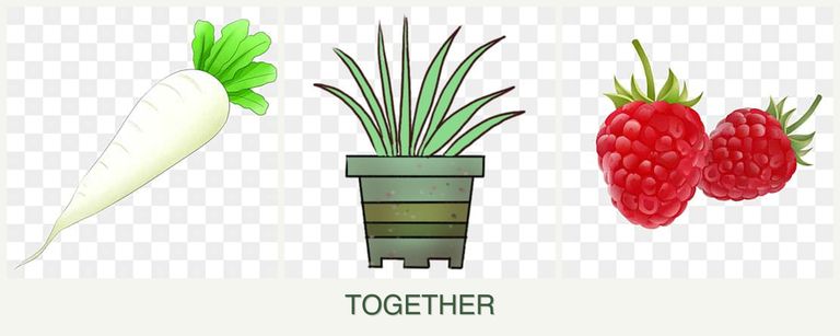 Can you plant radishes, lemongrass and raspberries together?