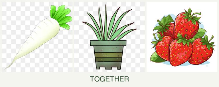 Can you plant radishes, lemongrass and strawberries together?