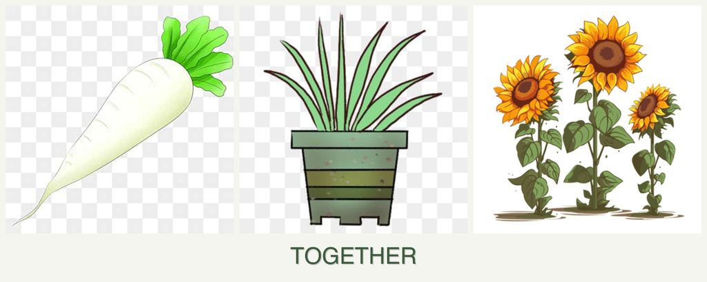 Can you plant radishes, lemongrass and sunflowers together?