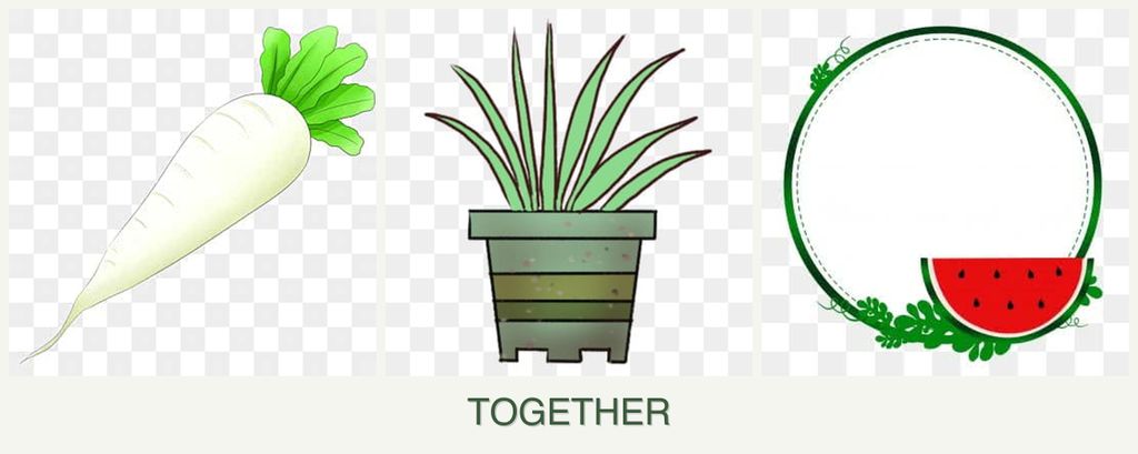 Can you plant radishes, lemongrass and watermelons together?
