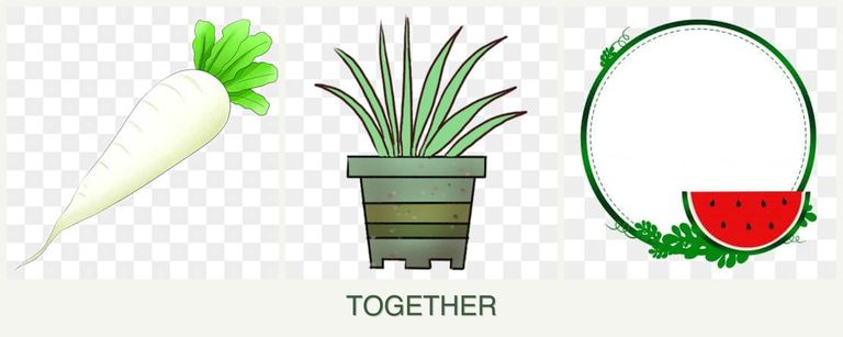 Can you plant radishes, lemongrass and watermelons together?