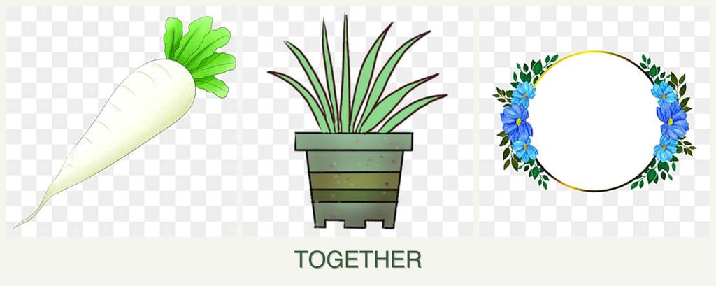 Can you plant radishes, lemongrass and zinnias together?