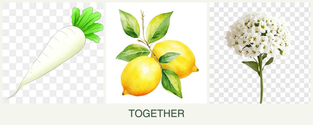 Can you plant radishes, lemons and alyssum together?