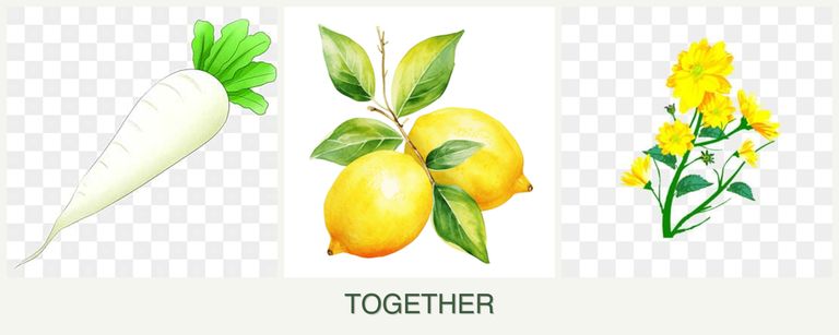 Can you plant radishes, lemons and calendula together?