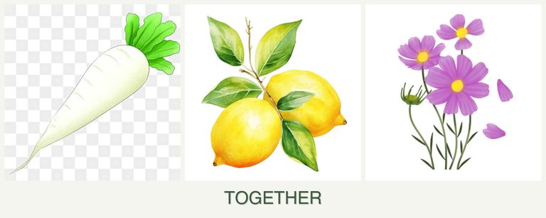 Can you plant radishes, lemons and cosmos together?