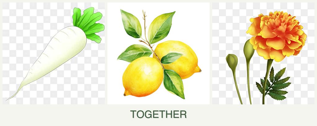 Can you plant radishes, lemons and marigolds together?