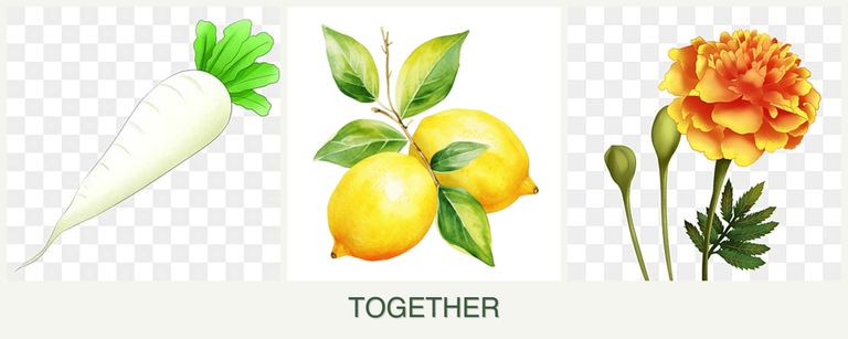 Can you plant radishes, lemons and marigolds together?