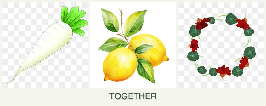 Can you plant radishes, lemons and nasturtiums together?