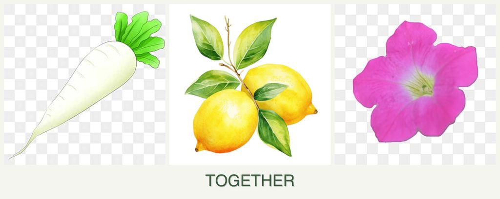 Can you plant radishes, lemons and petunias together?