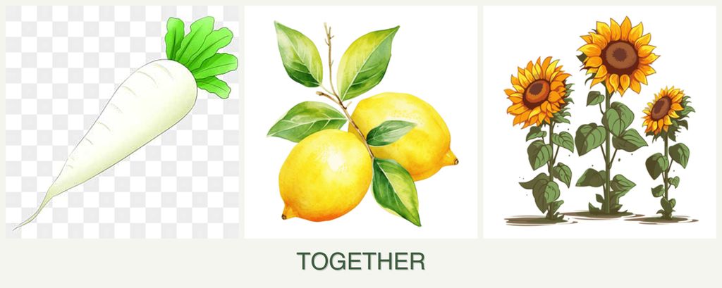 Can you plant radishes, lemons and sunflowers together?