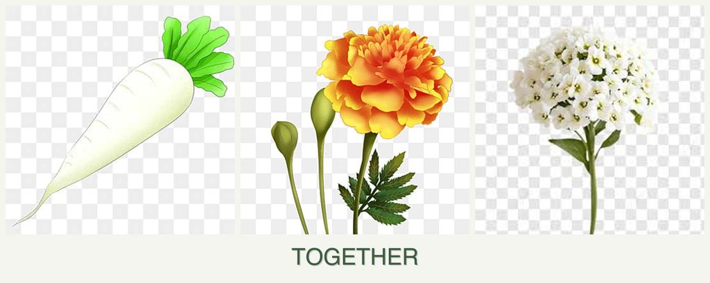 Can you plant radishes, marigolds and alyssum together?