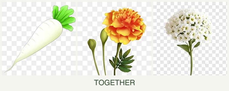 Can you plant radishes, marigolds and alyssum together?