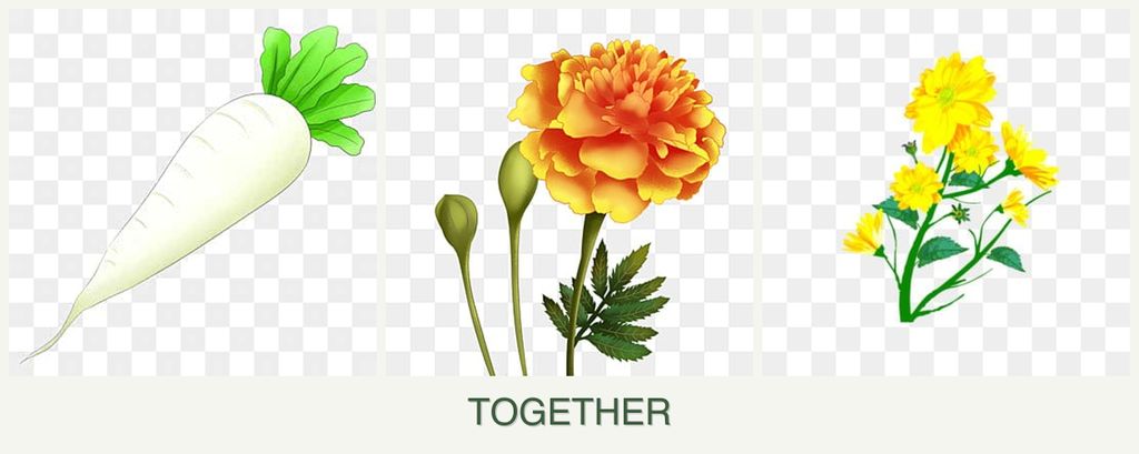 Can you plant radishes, marigolds and calendula together?