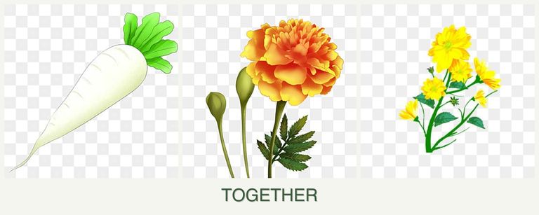 Can you plant radishes, marigolds and calendula together?