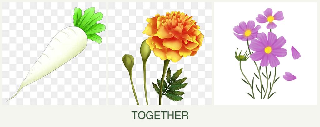 Can you plant radishes, marigolds and cosmos together?