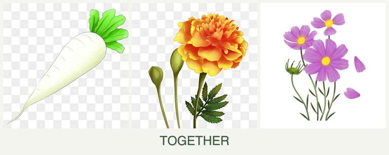 Can you plant radishes, marigolds and cosmos together?